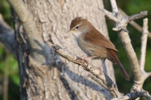 Cetti's warbler