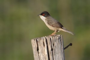 Sardinian warbler