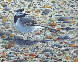 Pied wagtail painting