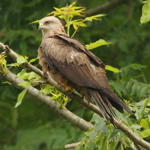 Black kite