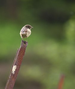 fledged stone chat