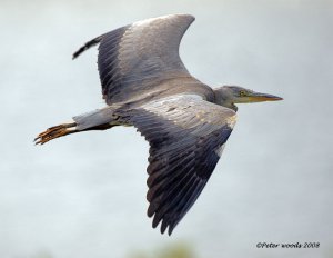 Grey Heron 1