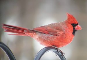 Second Cardinal Pic.