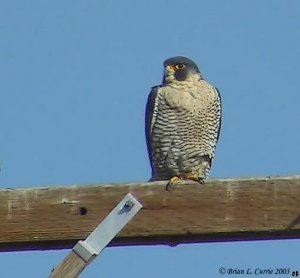 Peregrine Falcon