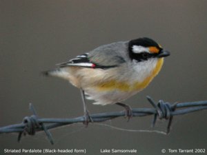 Striated Pardalote