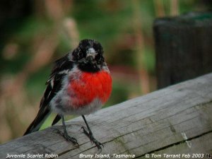 Scarlet Robin