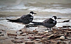 Black Terns