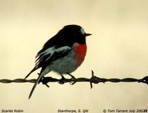 Scarlet Robin