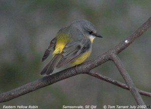 Eastern Yellow Robin