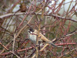 Reed Bunting