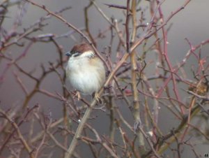 Tree Sparrow