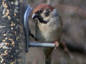 Tree Sparrow