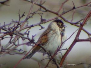 Reed Bunting