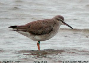 Grey-tailed Tattler