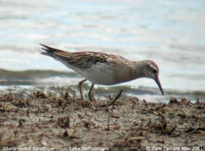 Sharp-tailed Sandpiper