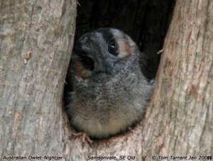 Australian Owlet-Nightjar