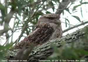 Tawny Frogmouth