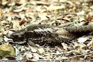 White-throated Nightjar