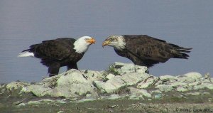 Bald Eagles