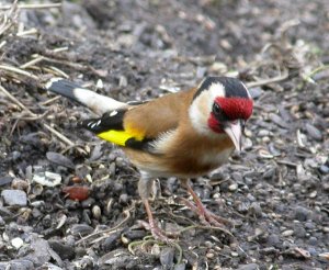 Goldfinch