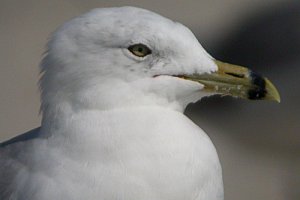 Ring-billed Gull