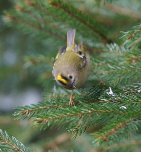 Goldcrest