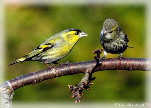 "Courting" Siskins