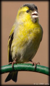 Siskin at Attention