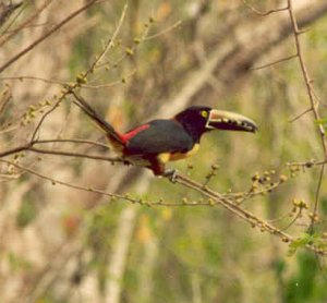 Collared Aracari