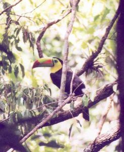 Keel-billed Toucan