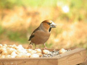 Hawfinch