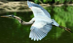 Great Blue Heron