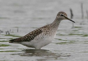 Wood Sandpiper