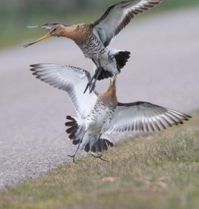 Godwits fighting