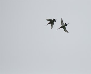 Godwits fighting