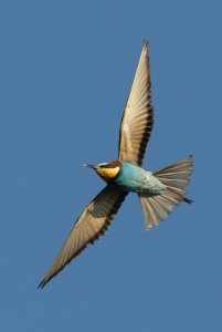 European bee-eater