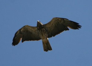 Swainson's Hawk- juvenile