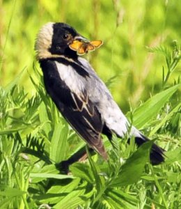 Bobolink