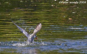 Common Tern emerging
