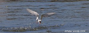 Common Tern - gotcha