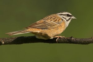 Rock bunting