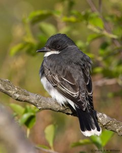 Eastern Kingbird