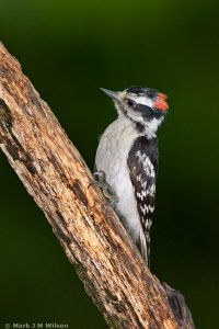 Downy Woodpecker