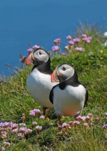 Loved up Puffins