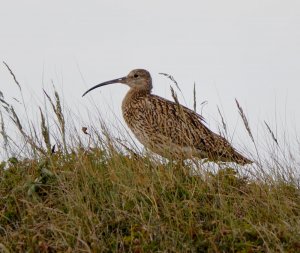 Curlew