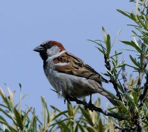 House - former Tree - Sparrow