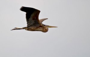 Purple Heron