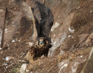 Peregrine