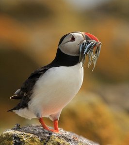 Puffin