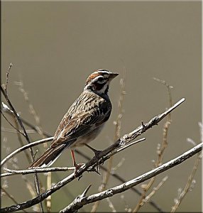 Lark Sparrow